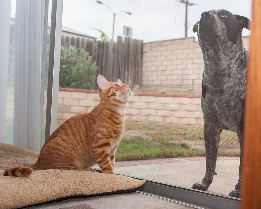 Pet-Resistant Screens: Are They Worth It?